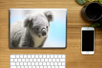 Produktbild von MuchoWow® Laptop Aufkleber Sticker Cover Koala - Nahaufnahme - Tier - Kinder - Jungen - Mädchen 25x18 cm - Laptop-Deko