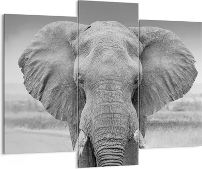 Produktbild von Bild auf Leinwand - Leinwandbild - 3 Teile - Elefant Afrika Tier - 130x100cm - Wand Bild - Wanddeko - Wandbilder - Leinwanddruck - Bilder - Wanddekoration - Leinwand bilder - Wandbild - CB130x100-5072