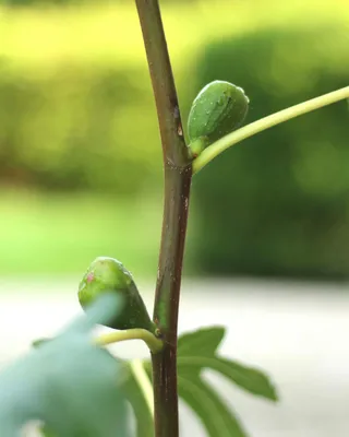Produktbild von Ficus carica 'Brown Turkey' zuckersüße Feige selbsfruchtend 30 - 40 cm