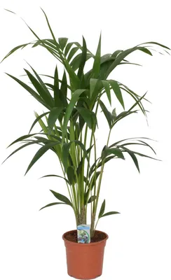 Produktbild von Kentia Palme (Howea forsteriana) 100-120 cm – Stilvolle Tropenpflanze für Innenräume