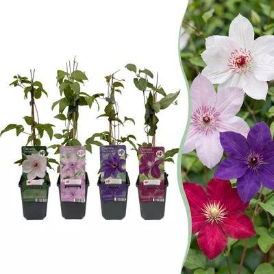 Image de Green boutiQ - Klimplant - Clematis Rainbow - Bloem Roze Wit Paars Rood - Weinig onderhoud - 4 planten - Pot 11cm Hoogte 40cm, Image générée par une IA