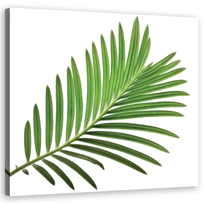 Produktbild von Leinwandbild blumen - grün 40x40 cm Feeby grün wandbild bereit zum aufhängen