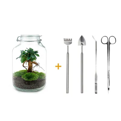 Produktbild von Diy Terrarium - Ficus Ginseng Bonsai - ↕ 28 Cm