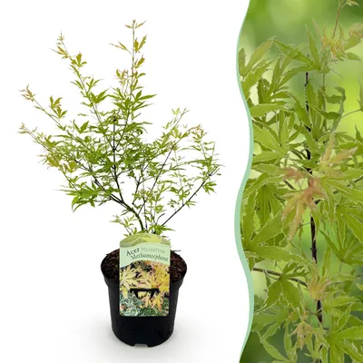 Image de Green boutiQ - Terrasplant - Japanse Esdoorn - Acer palmatum Methamorphosa - Groen - 1 Plant - Bladverliezend - Pot 19cm Hoogte 70cm