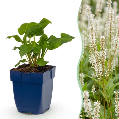 Zdjęcie produktu dla Persicaria ampl. Alba – rdest – cień – biały – 3 rośliny - 15-25cm - Ø11cm - Roślina ogrodowa