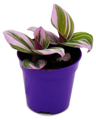 Produktbild von Mini-Pflanze Dreimasterblume Tradescantia "Nanouk" pflegeleichte hängende Zimmerpflanze 5,5cm Topf