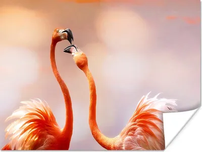 Produktbild von MuchoWow® Poster Küssende Flamingos 160x120 cm - Foto Plakat