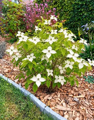 Produktbild von Blumen - Hartriegel Cornus Kousa Milky Way Zierstrauch 80 - 100 cm