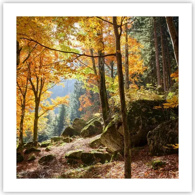 Produktbild von Poster - Poster ohne Rahmen - Herbst berg wald natur - 50x50 cm - Wand Bild - Wanddeko - Wandbilder - Kunstposter - Wandposter - Bilder - Kunstdruck - Wanddekoration - Wandbild - P2XAC50x50-2713