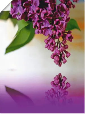 Produktbild von ARTland Poster Flieder Größe: 60x80 cm