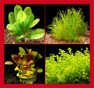 Produktbild von Kleines Nano-Becken-Set D  +++  Kleinbleibende Pflanzen