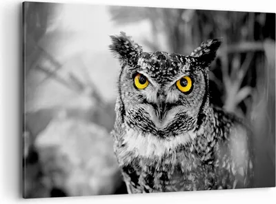 Produktbild von Bild auf Leinwand - Leinwandbild - Eule Vogel Natur - 120x80cm - Wand Bild - Wanddeko - Wandbilder - Leinwanddruck - Bilder - Kunstdruck - Wanddekoration - Leinwand bilder - Wandkunst - AA120x80-1318