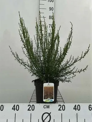 Zdjęcie produktu dla Cytisus (s) 'Burkwoodii' - Ginster 40- 60 cm Pojemnik