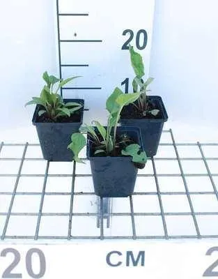 Zdjęcie produktu dla 6 x Echinacea purp. 'Rubinstern' - Sonnenhut - Topf 9 x 9 cm
