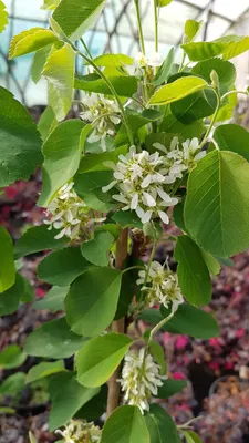 Image de Amelanchier alnifolia 'Thiessen' / Amélanchier à feuille d'Aulne