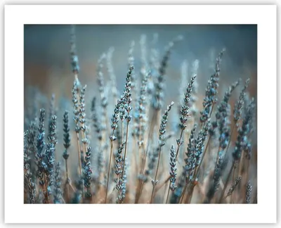 Produktbild von Poster - Poster ohne Rahmen - Lavendel Klinge Blume - 50x40 cm - Wand Bild - Wanddeko - Wandbilder - Kunstposter - Wandposter - Bilder - Kunstdruck - Wanddekoration - Wandbild - P2XAA50x40-4986