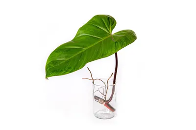 Obrázok produktu pre Gardners Philodendron Red Emerald - odrezky na zakorenenie
