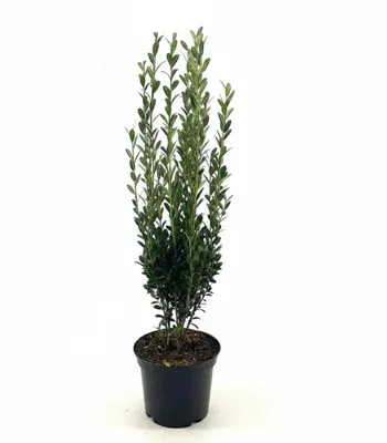 Produktbild von Japanische Stechpalme Fastigiata 30-40 cm, im Topf - Ilex crenata, immergrün