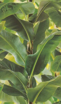 Produktbild von Rasch Vlies - Tapete Kollektion African Queen II 473407 Muster