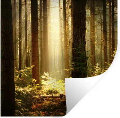 Produktbild von MuchoWow® Wandtattoo Wandsticker Wandaufkleber Wald - Bäume - Sonne 30x30 cm Selbstklebend und Repositionierbar - Repositionierbar - Wasser abweisend