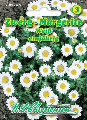 Produktbild von Zwergmargerite | Margeritensamen von N.L. Chrestensen