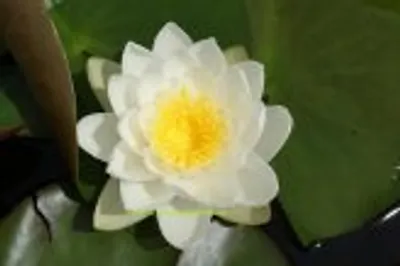 Produktbild von 1 SEEROSE der Sorte Marliacea Albida, weisse Blüte