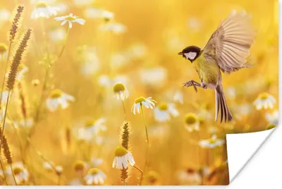 Produktbild von MuchoWow® Poster Vogel - Kohlmeise - Blumen - Gänseblümchen 180x120 cm - Fotoplakat