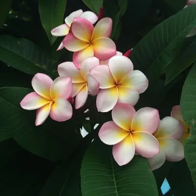 Image de Frangipanier (Plumeria rubra) - 5 graines