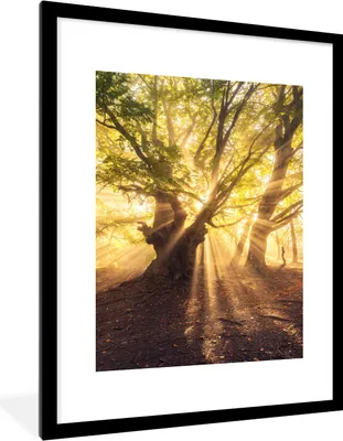 Produktbild von MuchoWow® Gerahmtes Poster Baum - Wald - Sonne 60x80 cm - Poster mit Schwarzem Bilderrahmen Wandposter Rahmen Foto Bilder - Wohnzimmer - Dekorationen - Prämie