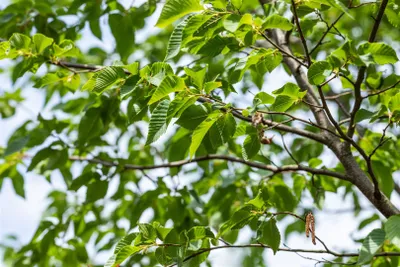 Produktbild von Ostrya carpinifolia, Hopfenbuche, 60–100 cm