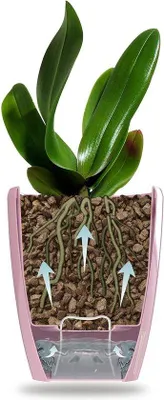 Immagine prodotto di Set di 6 vasi per orchidee - Vaso con sistema di auto-irrigazione, filtro per l'acqua e indicatore del livello dell'acqua - Diametro 15 cm - Bianco - 2 litri