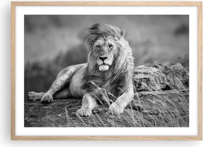 Produktbild von Gerahmtes Poster - Rahmen in heller Eiche - Löwe Tier Natur - 70x50 cm - Wand Bild - Wanddeko - Wandbilder - Kunstposter - Wandposter - Bilderrahmen - Bilder - Kunstdruck - Wandbild - P2NAA70x50-3931