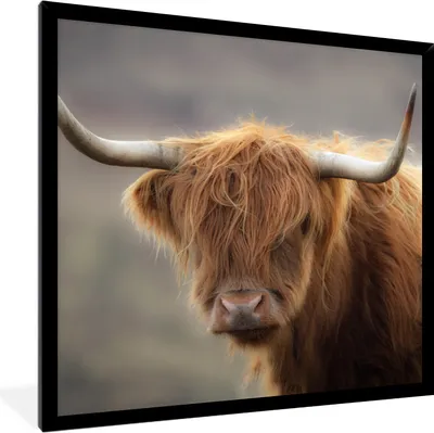 Produktbild von MuchoWow® Gerahmtes Poster Schottischer Highlander - Licht - Porträt 40x40 cm - Poster mit Schwarzem Bilderrahmen Wandposter Rahmen Foto Bilder - Mit Rahmen - Wanddekoration Schlafzimmer