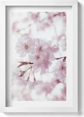 Produktbild von Zarte blassrosa Blumen– Wandbild mit Rahmen – Gerahmtes Bild  – Wanddekoration – 20x30 cm – Weiß