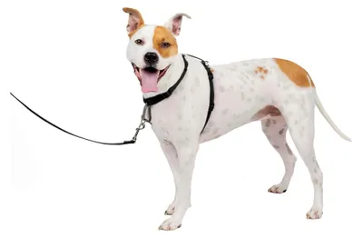Produktbild von 3-in-1 Hundegeschirr mit Rückhaltegurt, Größe M, Schwarz