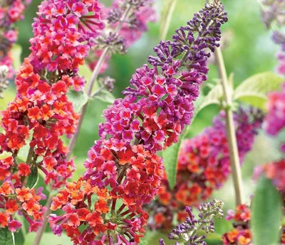 Produktbild von Buddleja Flower Power 25-30 cm Schmetterlingsflieder Sommerflieder - Fliederspeer