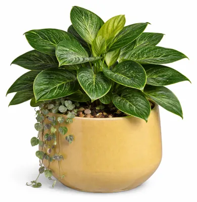 Produktbild von Mica Decorations Blumentopf / Blumentopf Venedig - beige - Terrakotta - D32 x H27 cm