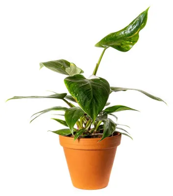 Obrázok produktu pre Gardners Philodendron White Princess, priemer 12 cm