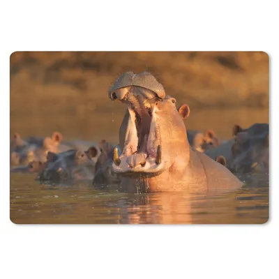 Produktbild von MuchoWow® Schreibtischunterlage Nilpferde - Wasser 60x40 cm - XXL Mauspad - Großes Mauspad