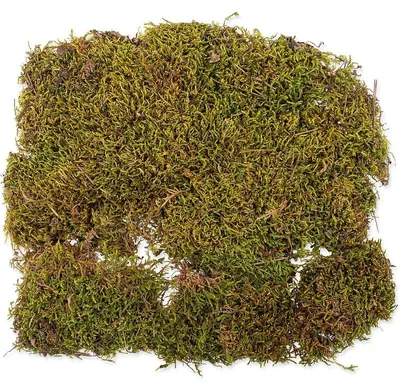 Zdjęcie produktu dla Repti Planet Naturalny mech do terrarium, 35x30cm
