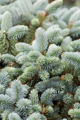 Produktbild von Picea pungens 'Glauca', Blau-Fichte, 40–60 cm
