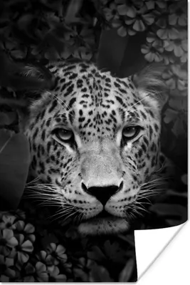 Produktbild von MuchoWow® Poster Panther zwischen Blumen im Dschungel - schwarz und weiß 120x180 cm - Kunstposter