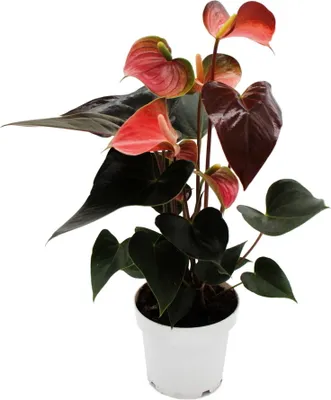 Zdjęcie produktu dla Rainbow Flamingo Flower - Anthurium andreanum "Rainbow Champion" - Anthurium - Doniczka 14 cm