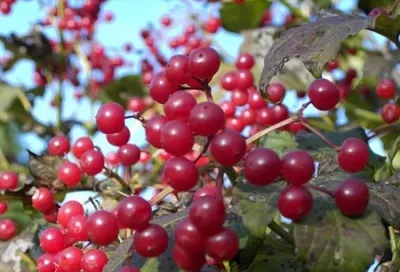 Produktbild von Zwerg-Schneeball Compactum - Viburnum opulus Compactum (30-40)