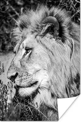 Produktbild von MuchoWow® Poster Löwe - Tiere - Wild 80x120 cm - Papierdruck