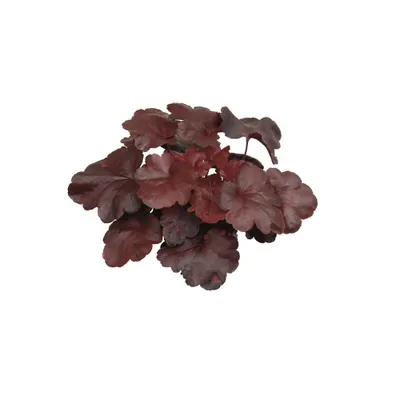Produktbild von Heuchera 'Galaxy' - Purpurglöckchen "Galaxy" im Topf 12 cm - 12 cm