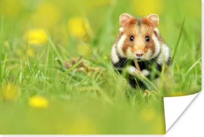 Produktbild von MuchoWow® Poster Europäischer Hamster im Gras 180x120 cm - Fotoplakat