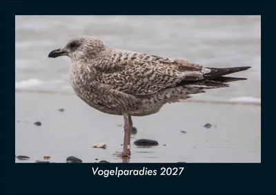Produktbild von Vogelparadies 2027 Fotokalender DIN A5