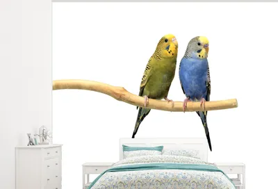 Produktbild von MuchoWow® Fototapete für Wohnzimmer oder Schlafzimmer Wandtapete Vinyl Motivtapete Zwei Sittiche auf einem Ast - 300x240 cm - Fototapeten
