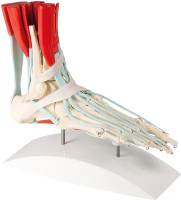 Image de Modèle de squelette de pied Erler-Zimmer avec ligaments